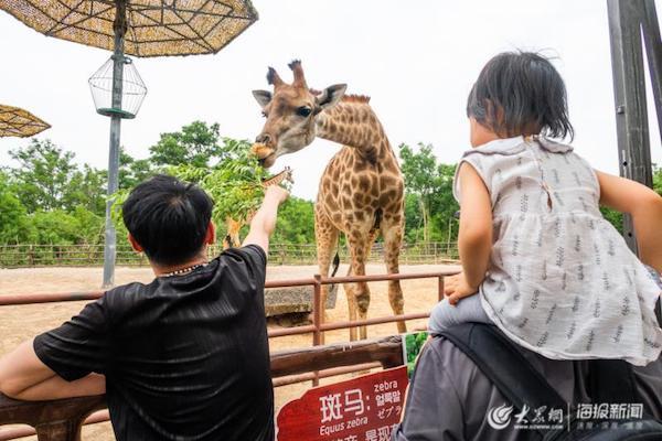 旅薦丨六一歡樂親子行濟南野生動物世界拉開夜探動物城序幕