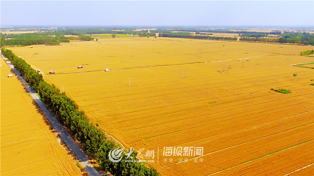 德州平原麦收时节大地流金一派丰收好景象