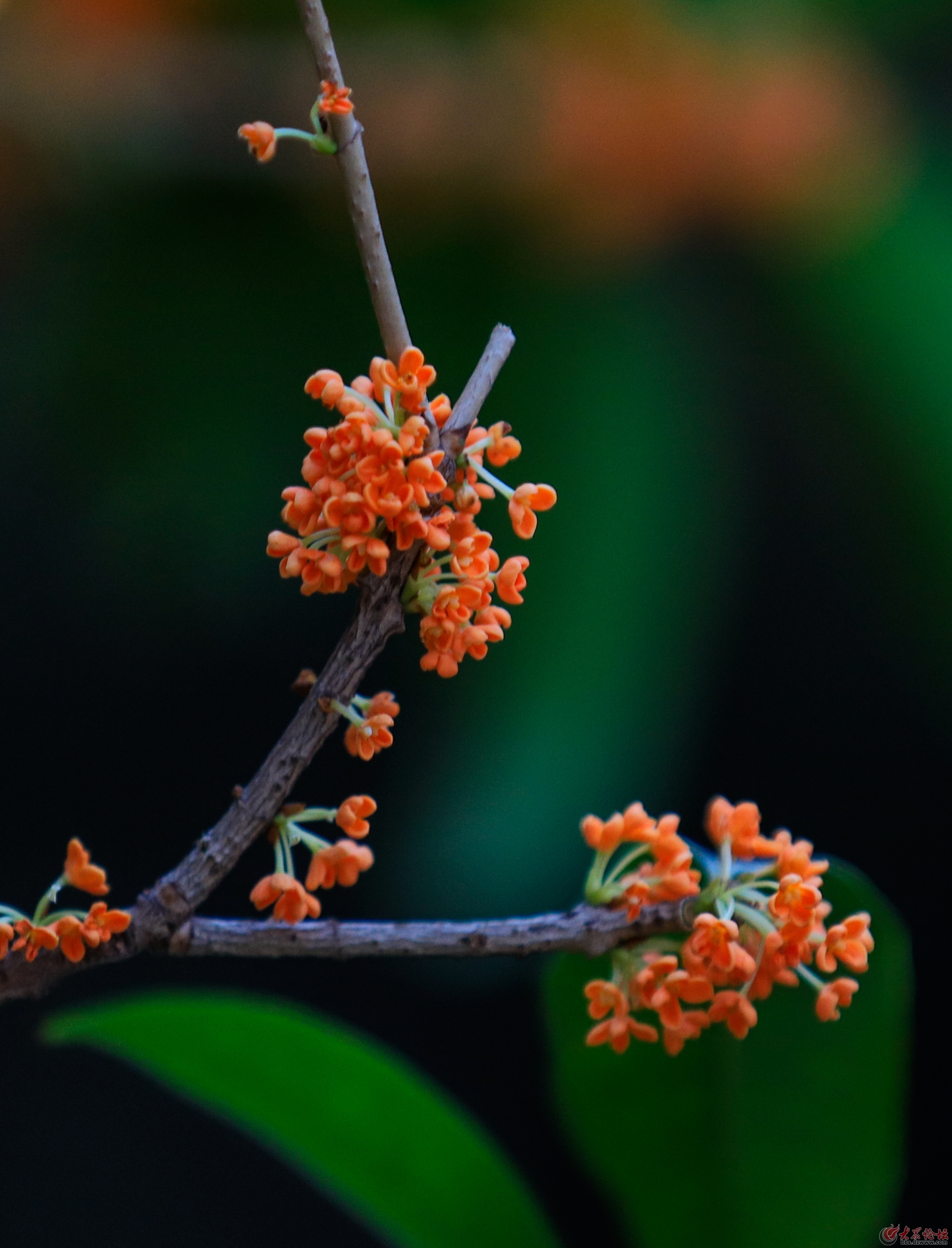 桂花的样子图片欣赏图片