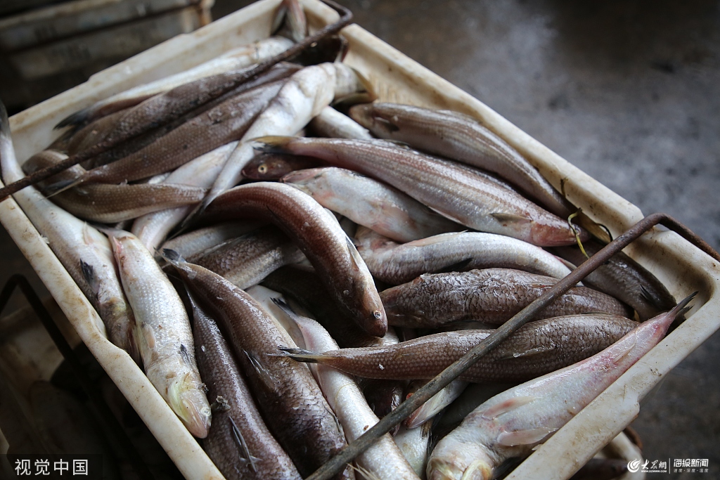 山東日照嵐山中心漁港迎來秋捕高產期,鮁魚,帶魚,鯧魚,螃蟹等種類豐富