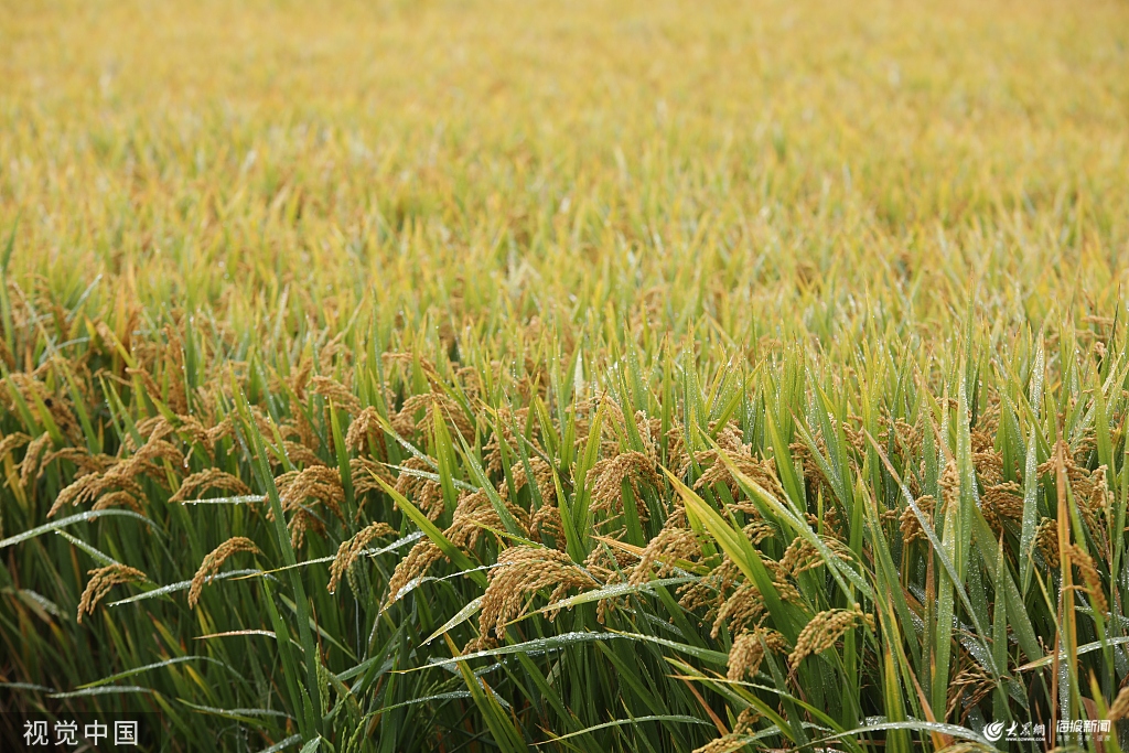 山东日照:水稻大面积进入收割阶段 农民载歌载舞庆丰收