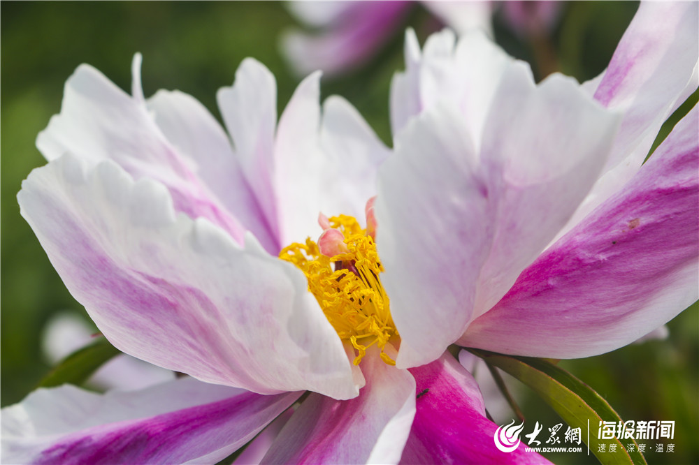 芍药盛开正当时本周末一起去减河牡丹园赏花吧 往期回顾