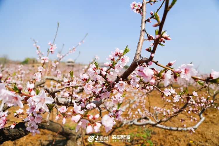 千樹迎春莒縣浮來山街道田甸園又見桃花笑春風