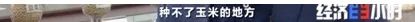 【中新经纬】猛涨1000多元！过去的“饲料”，现在卖爆了