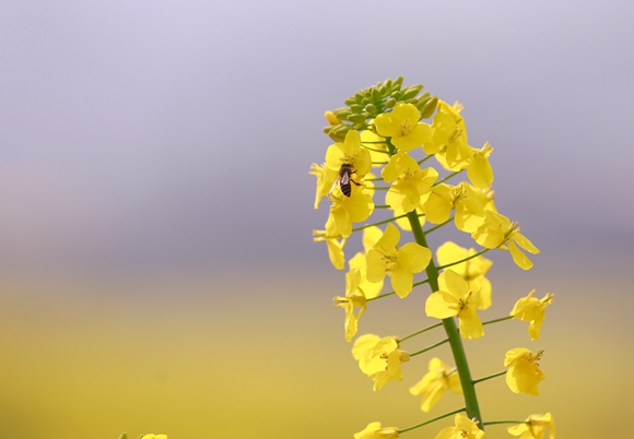 蜜蜂觅花。廖涛 摄