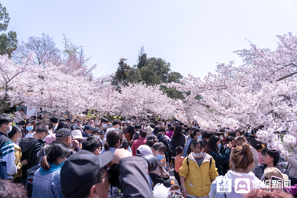 青岛中山公园樱花盛开吸引游客赏花