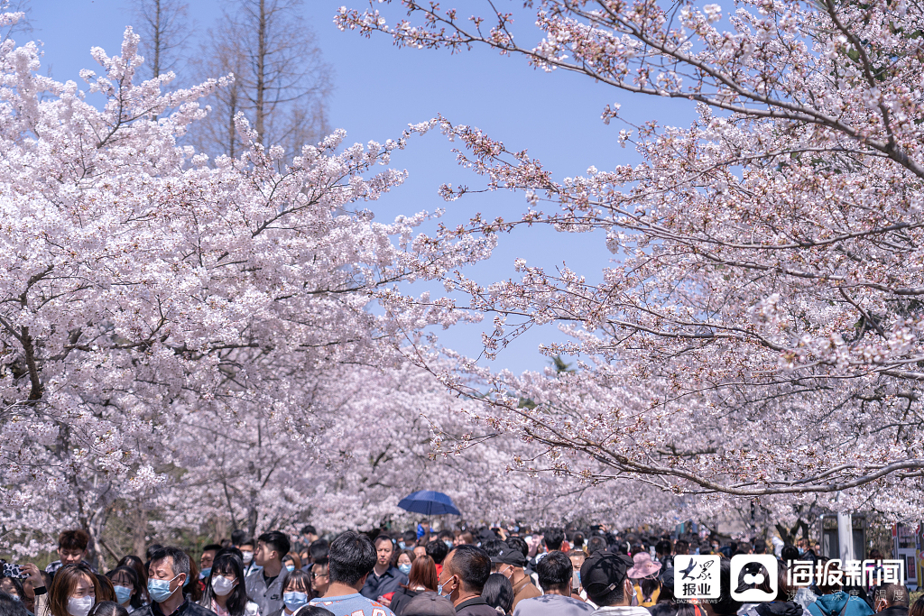 青岛中山公园樱花盛开吸引游客赏花