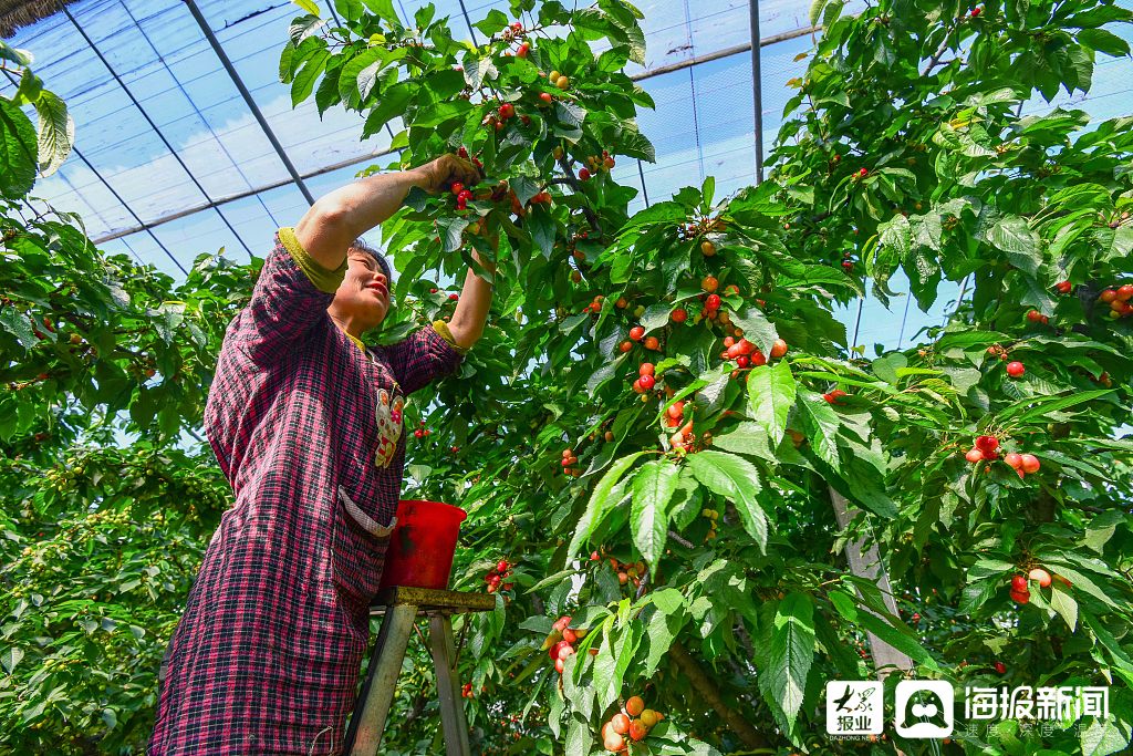 潍坊引导农户种植大棚樱桃促增收 助力乡村振兴