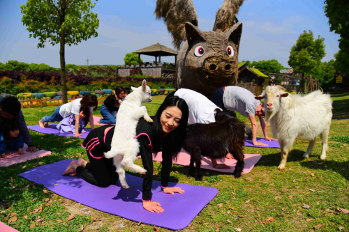 桐乡猪舍里趣味迎劳动节，游客和山羊做瑜伽