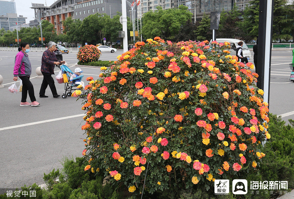 潍坊 多彩立体 花球 装扮街头 海报新闻