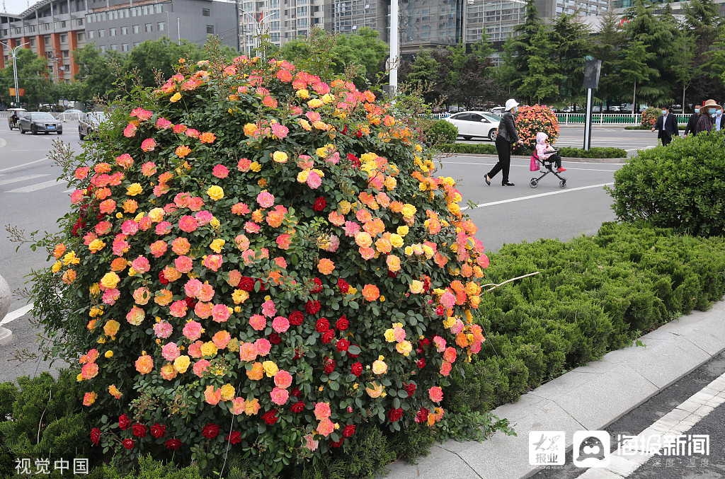 潍坊 多彩立体 花球 装扮街头 海报新闻