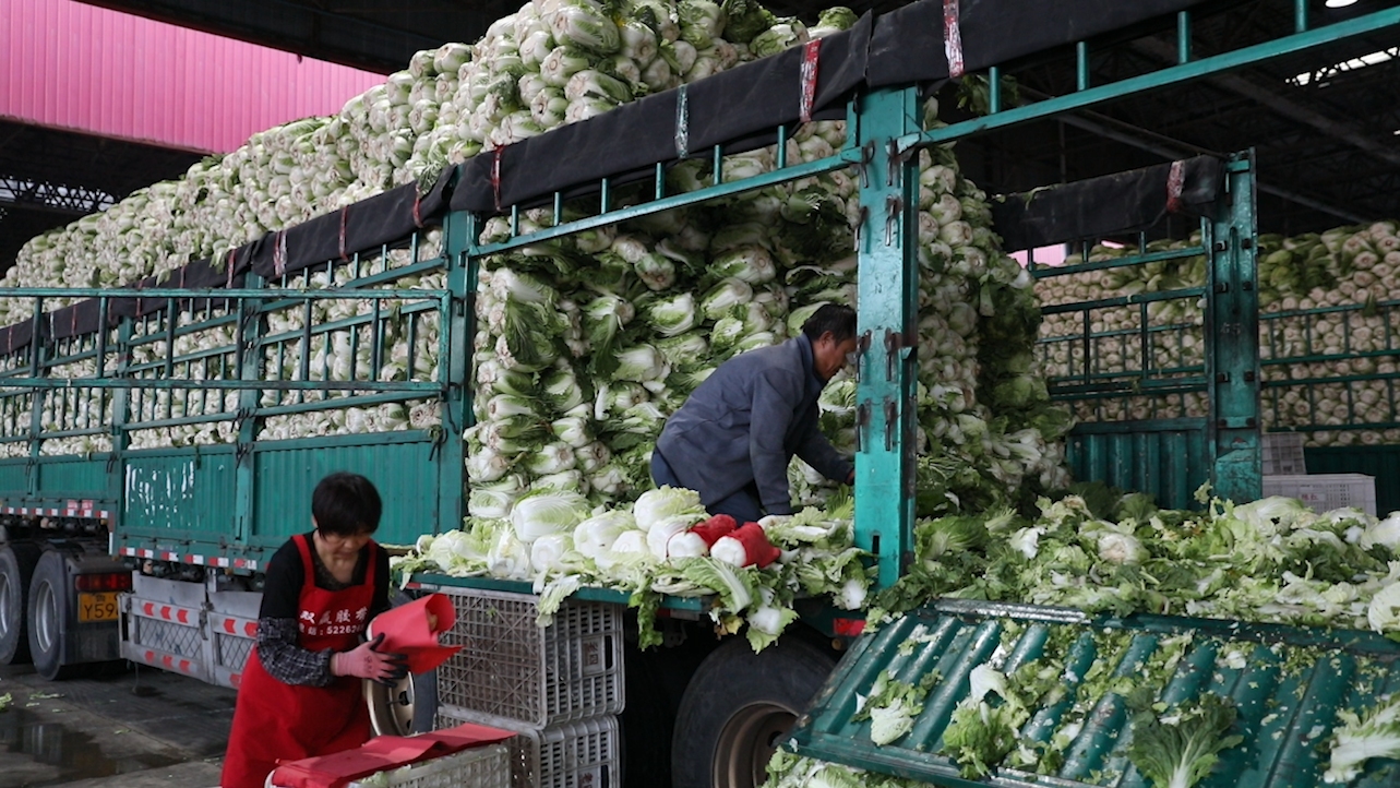 探访山东寿光蔬菜批发市场:黄瓜西红柿集中上市  菜篮子供应充足