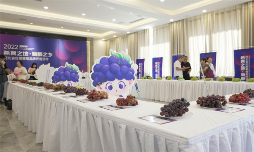 河北省优质葡萄品牌评选活动在石家庄成功举办