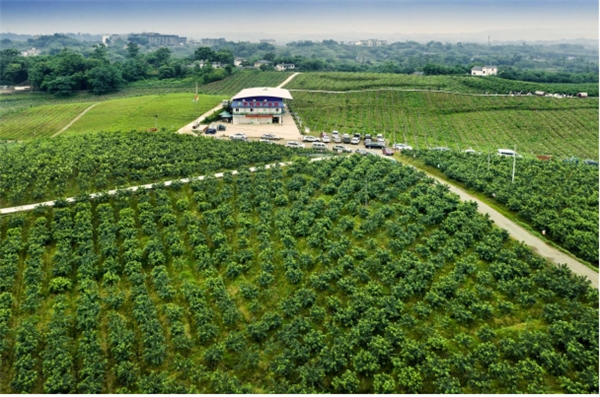 江津区：着力补链强链助推花椒产业高质量发展