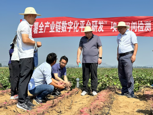 开云真人慧谷农业 利用数字技术促进甘薯产业升级(图4)