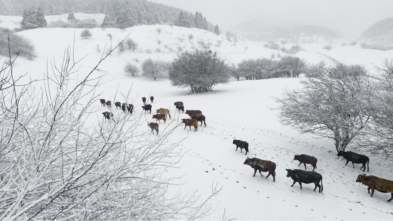 强降雪“助攻” 第十四届仙女山冰雪季12月23日开启