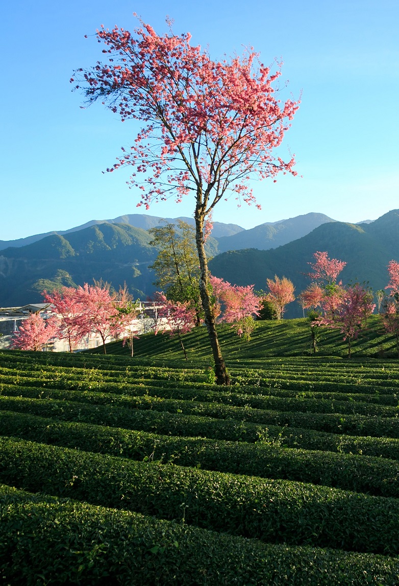 樱花树下