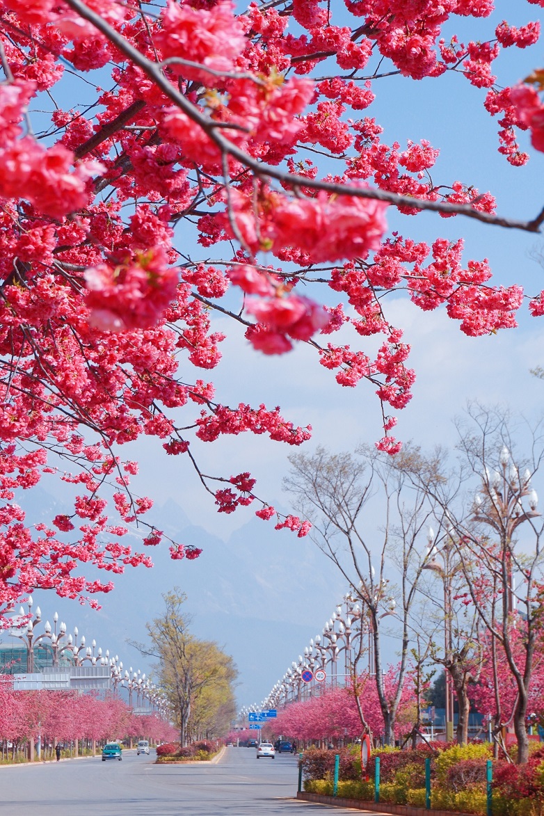 樱花树下