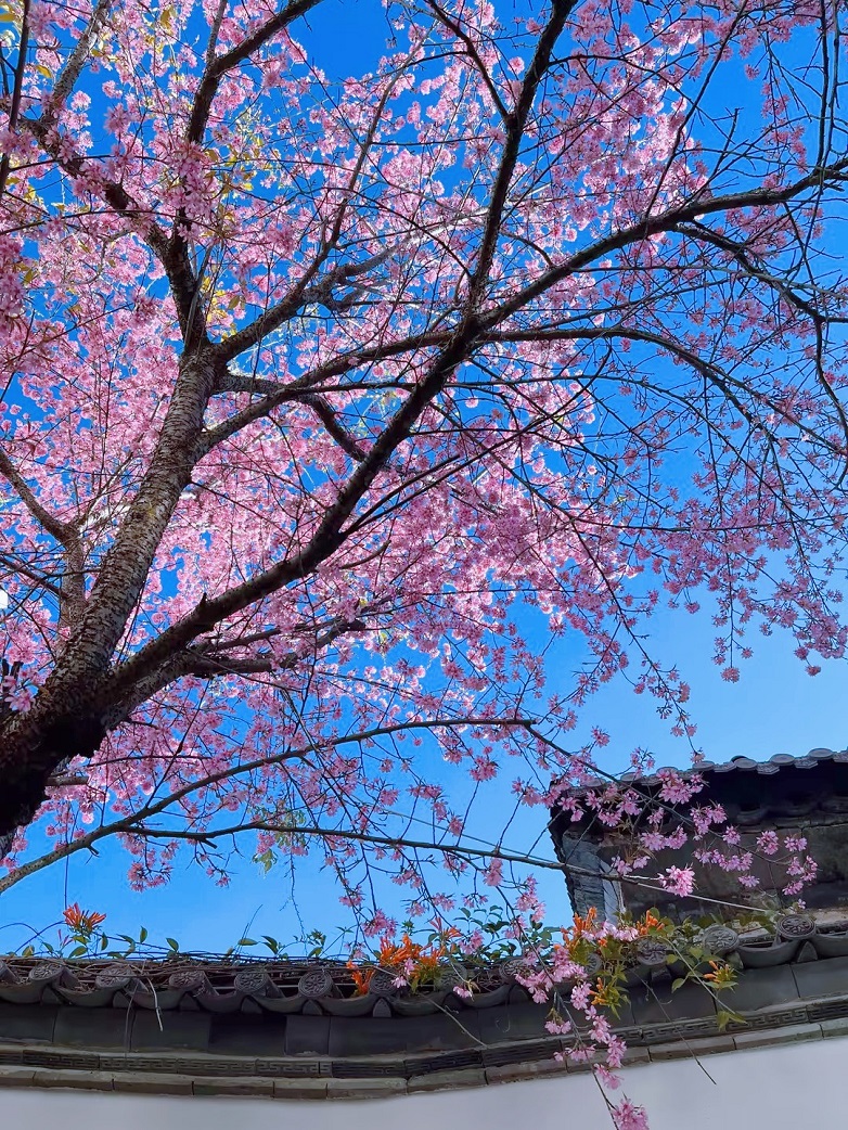 樱花树下