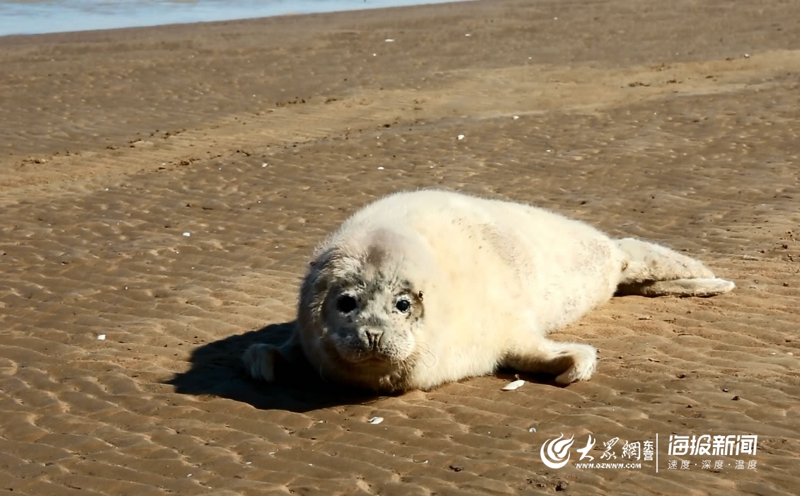 海豹壁纸白海豹图片