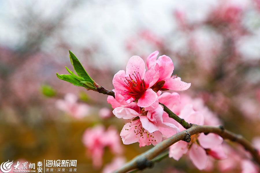 泰安桃花油菜花竞相绽放春意盎然惹人迷