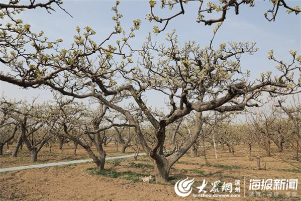 阳信万亩梨园绽放梨花似雪如玉