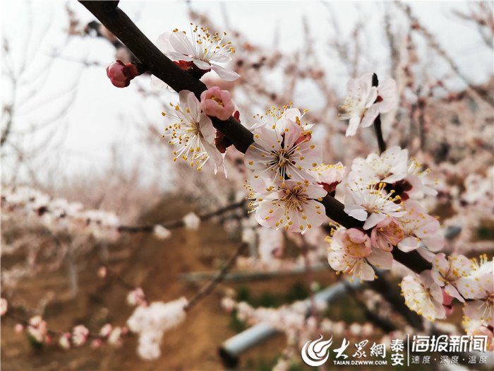 阳春三月杏花踏春宁阳县鹤山镇杏花如约盛开 美丽乡村 大众网