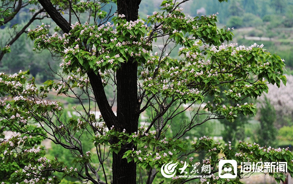 山東棗莊:楸樹花開 花團錦簇(組圖)