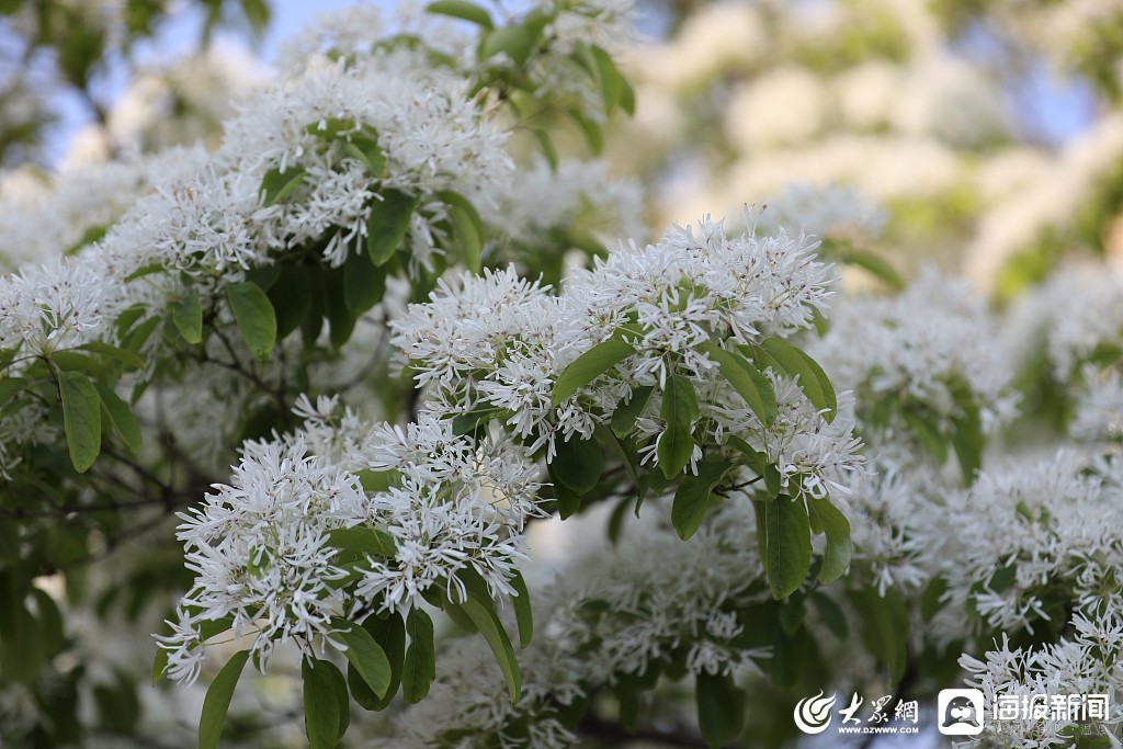 山東日照流蘇樹開花十里花香引客來