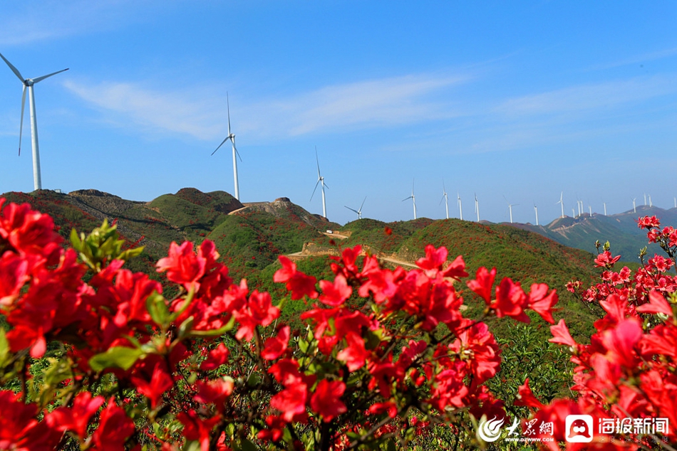 江西吉安 野生杜鹃花与风电机相映成景 大众网