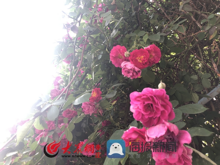 44秒 蔷薇花开了 枣庄最美丽的季节来到了 枣庄新闻