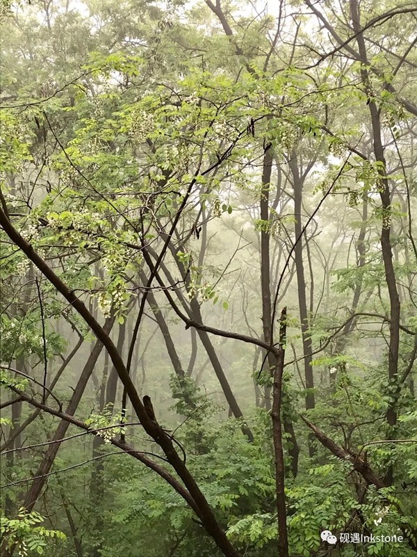 大众网·海报新闻雨雾五彩山