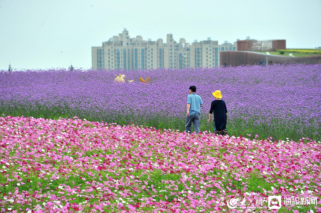 上海：400亩紫色花海点缀初夏奉贤