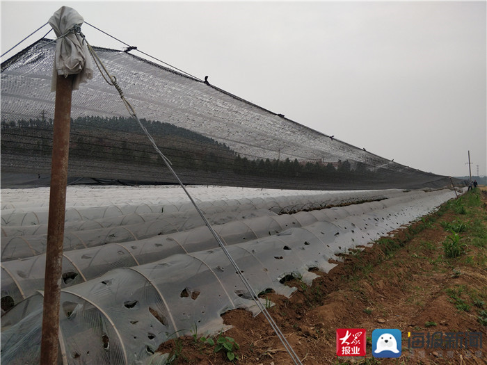 华丰镇高庄村:调结构强产业 生姜种植助增收