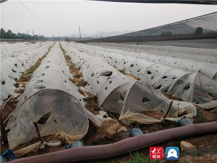 华丰镇高庄村:调结构强产业 生姜种植助增收