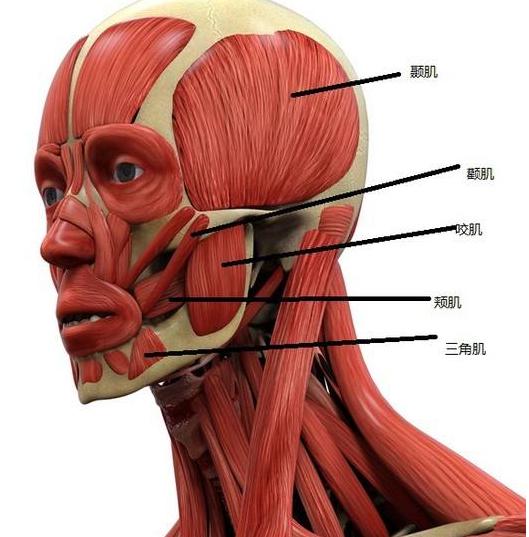 脸颊骨的位置图图片