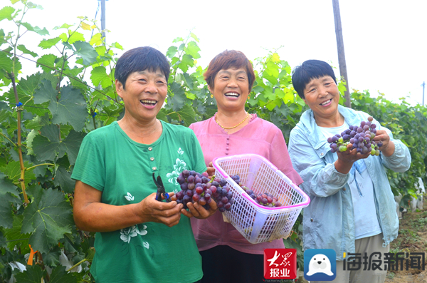 通讯员 张秀华 滨州报道 又到一年一季葡萄成熟时,走进无棣县马山子