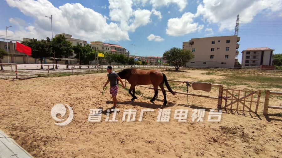 两匹去世救命恩马被追授“勇为功勋马”称号|两匹去世救命恩马被追授“勇为功勋马”称号