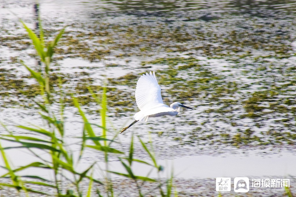 视觉中国|白鹭玫城湿地嬉戏觅食