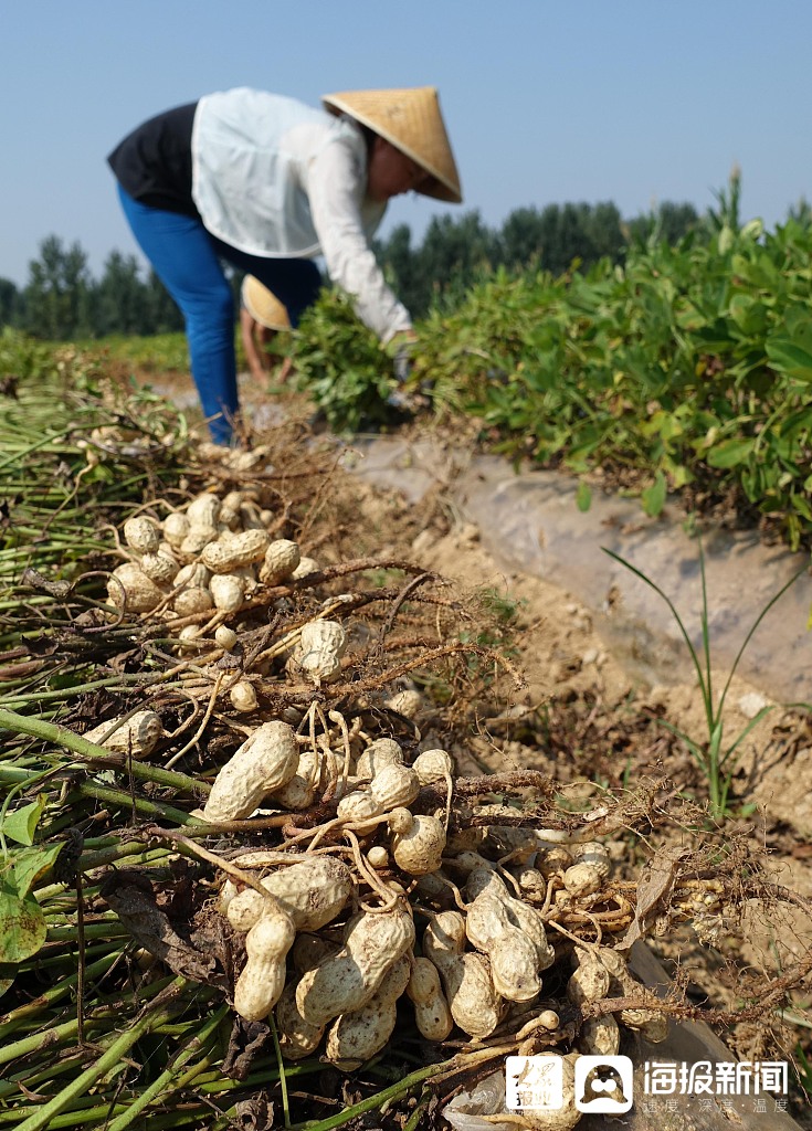 枣庄:花生喜获丰收(组图)