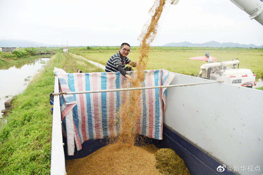 广东4000亩海水稻迎收获，种植品种超70个
