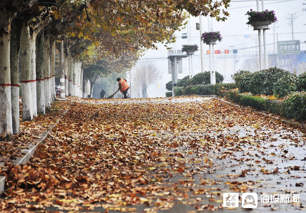 山東棗莊雨後落葉滿地