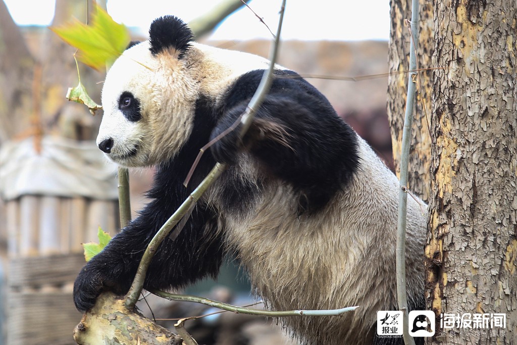 藏山熊猫图片