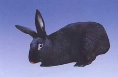 中国兔网上图片