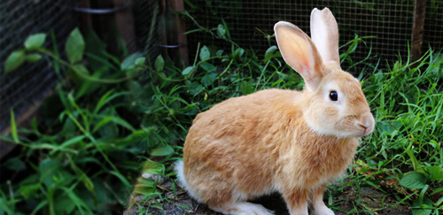 中国兔子品种大全:地方品种——福建黄兔