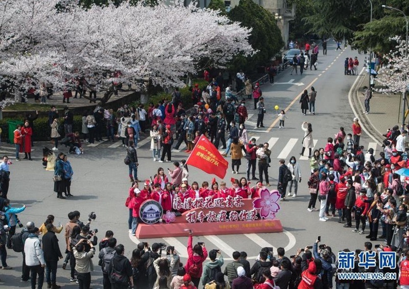 武大设专场迎援鄂医护赏樱：去年错过的武大樱花 今年来兑现