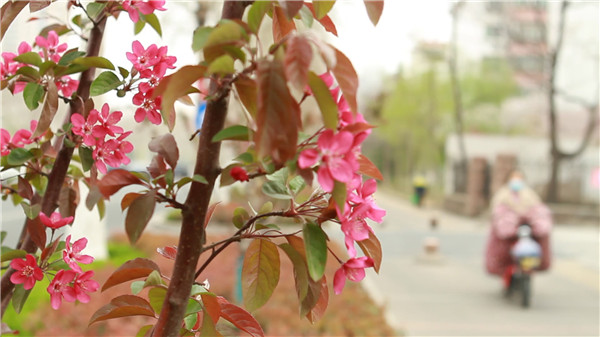 6条花景街 一树一花开一路一美景 淄博新闻 鲁中网