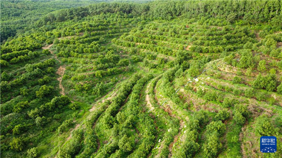 位于海南省白沙黎族自治县荣邦乡大岭居的山地牛油果种植园(8月18日摄