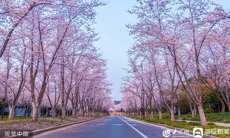 扬州樱花大道图片