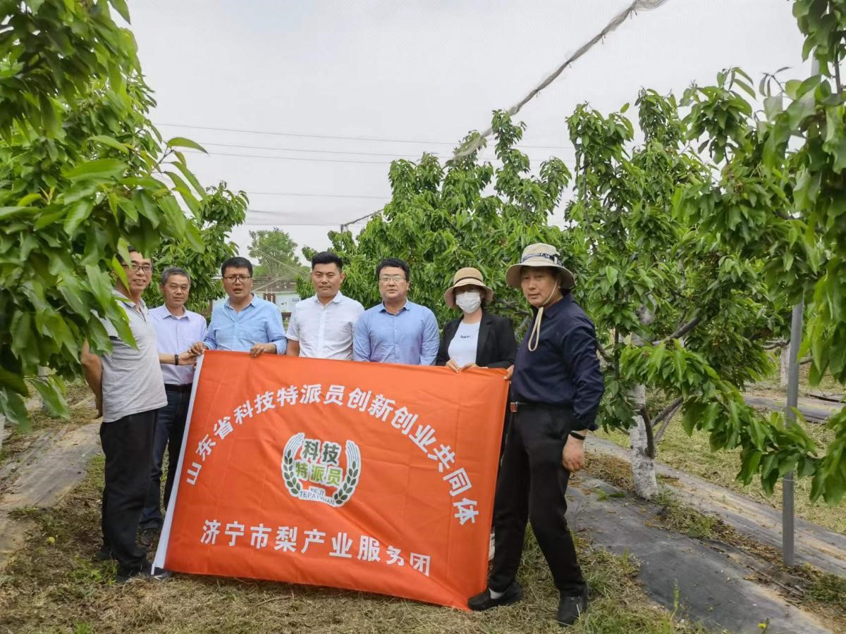 济宁市科技特派员梨产业服务团科技助农在行动